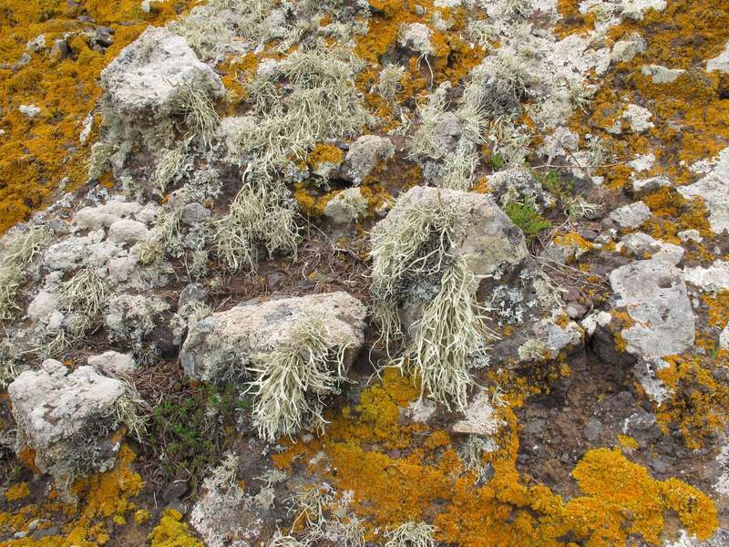 [Ramalina portosantana]